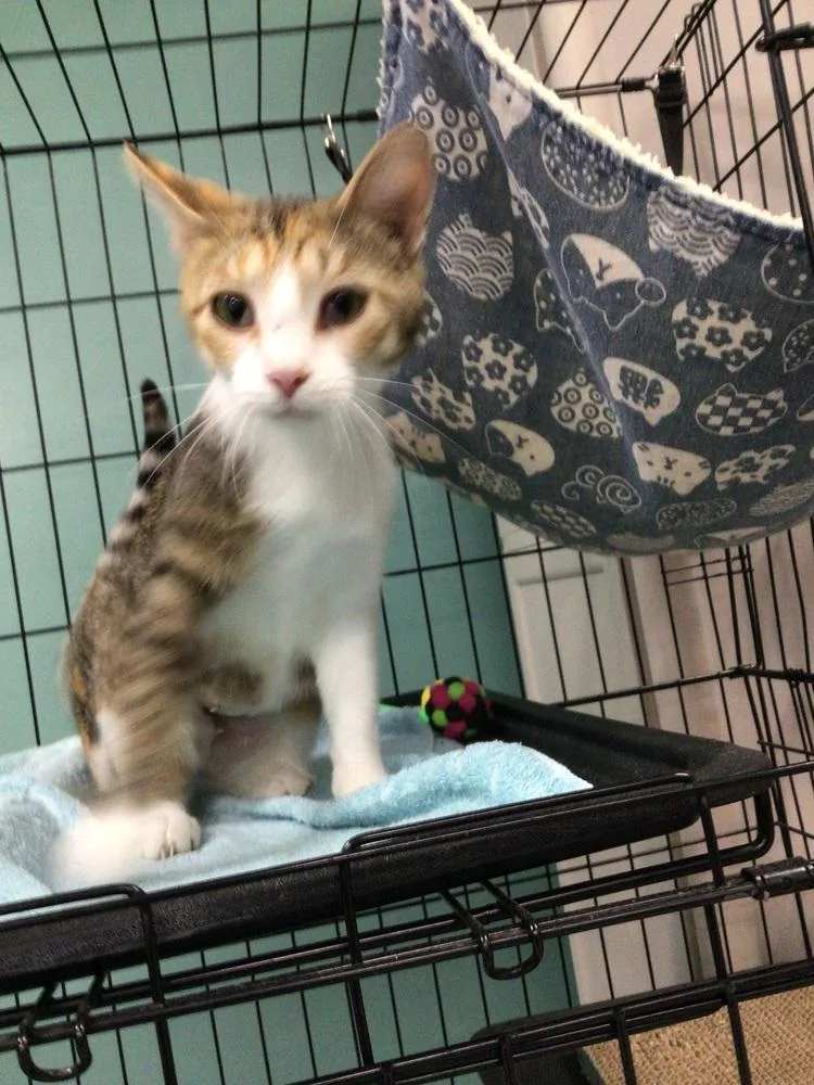 An adult medium-sized female Orange & White Domestic Short Hair cat named Cinco for adoption in Logansport , IN