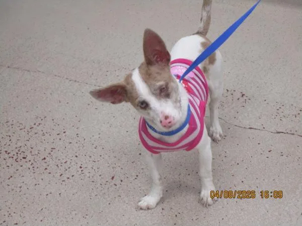 A young small-sized female Chihuahua dog named Princess for adoption in Marietta, GA
