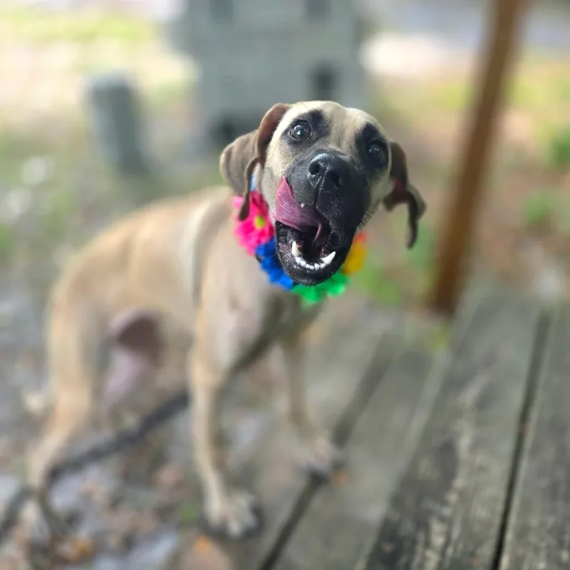A young medium-sized female Yellow / Tan / Blond / Fawn Hound dog named Lucy for adoption in Port Charlotte, FL