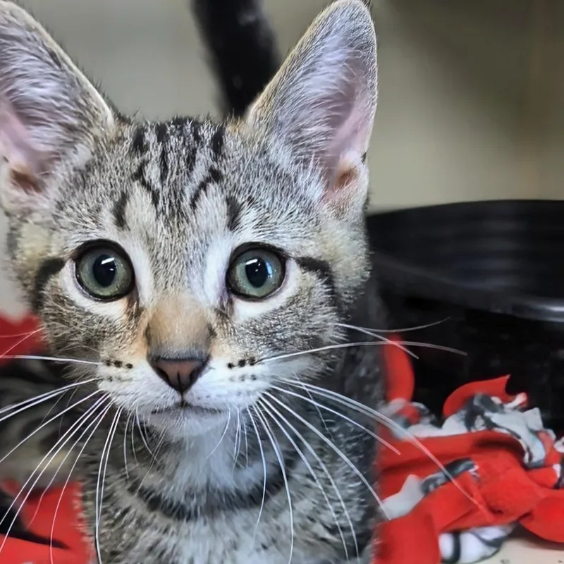 A baby small-sized male Tabby (Buff / Tan / Fawn) Domestic Short Hair cat named Sprite Best Friends for adoption in West Jefferson, OH