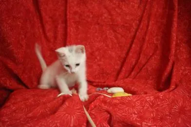 A baby medium-sized male White Domestic Short Hair cat named Smudge for adoption in Liverpool, TX
