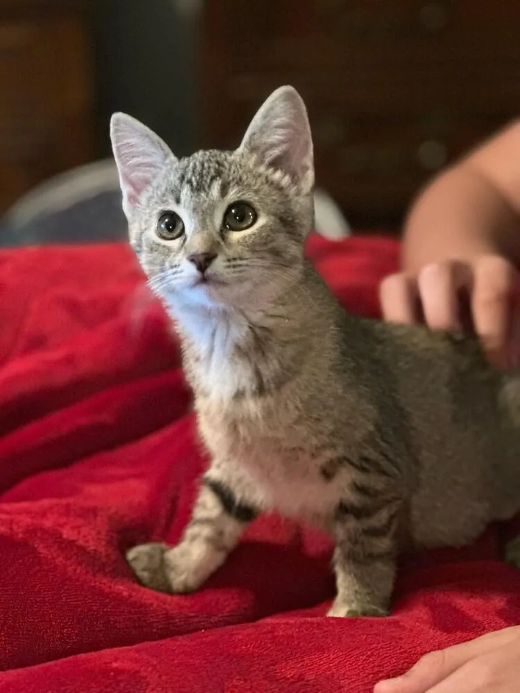 A baby small-sized female Domestic Short Hair cat named Harper Tabby Draminski for adoption in Peoria, IL