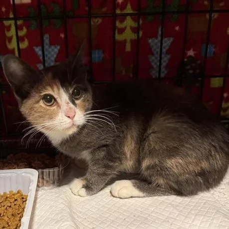 A baby small-sized female Domestic Short Hair cat named Ginger for adoption in Danbury, CT