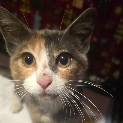Ginger thumbnail 3