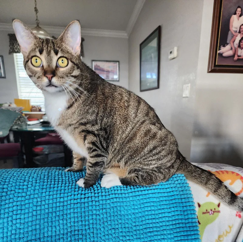 A young small-sized female Domestic Short Hair cat named Alyonka for adoption in Mission Viejo, CA
