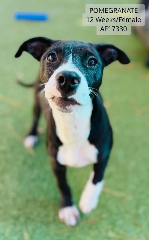 A young small-sized female Black Pit Bull Terrier dog named Pomegranate for adoption in Supply, NC