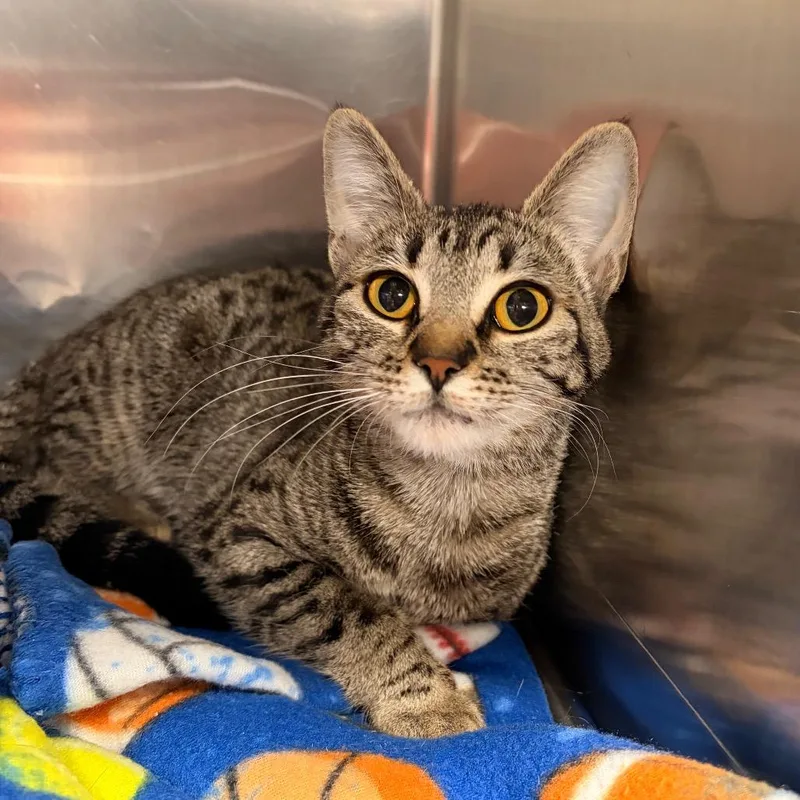 A young medium-sized female Brown / Chocolate Domestic Short Hair cat named Farrah for adoption in Spokane, WA