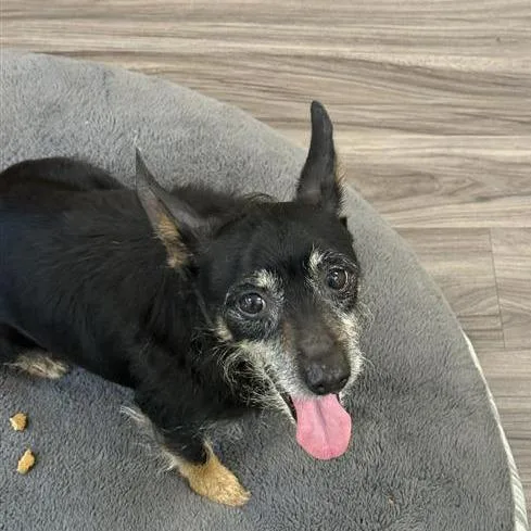 A senior small-sized male Terrier dog named Sammy for adoption in Phoenix, AZ