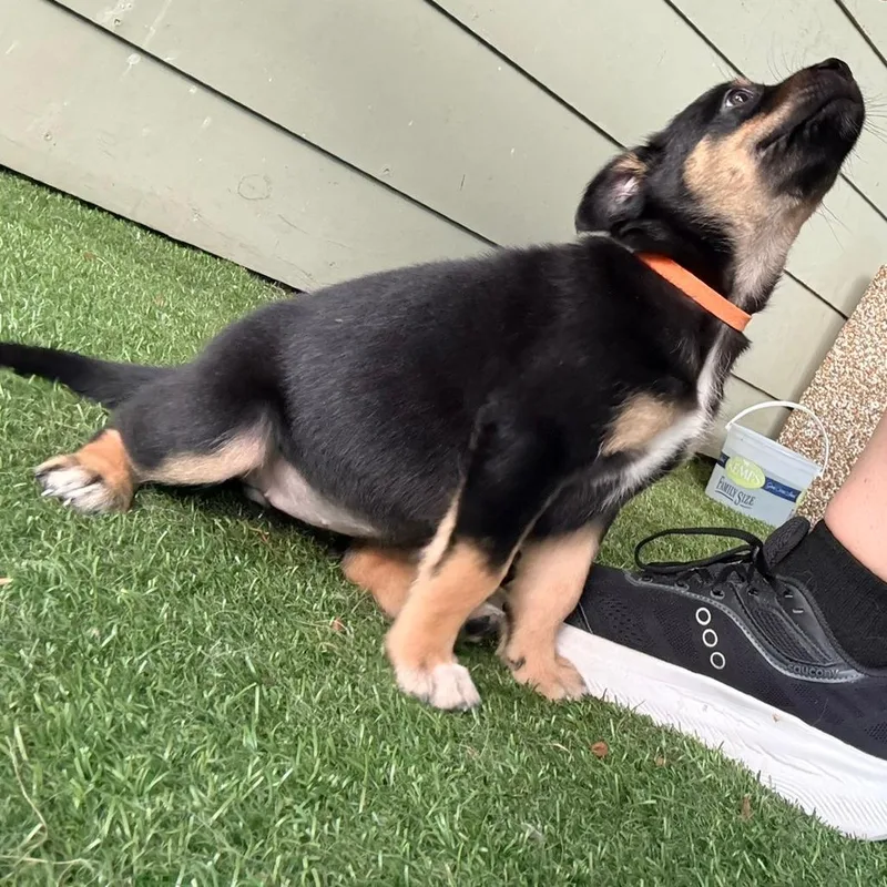 Penelope Orange Collar