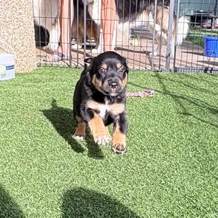 Penelope  Orange Collar thumbnail 2