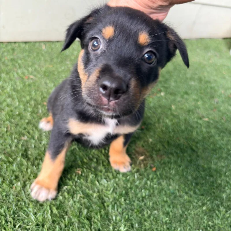 Penelope  Orange Collar thumbnail 4