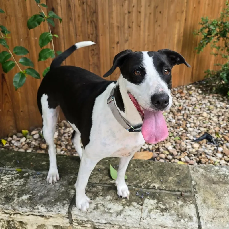 A young medium-sized female Harlequin Labrador Retriever dog named Charity for adoption in San Antonio, TX