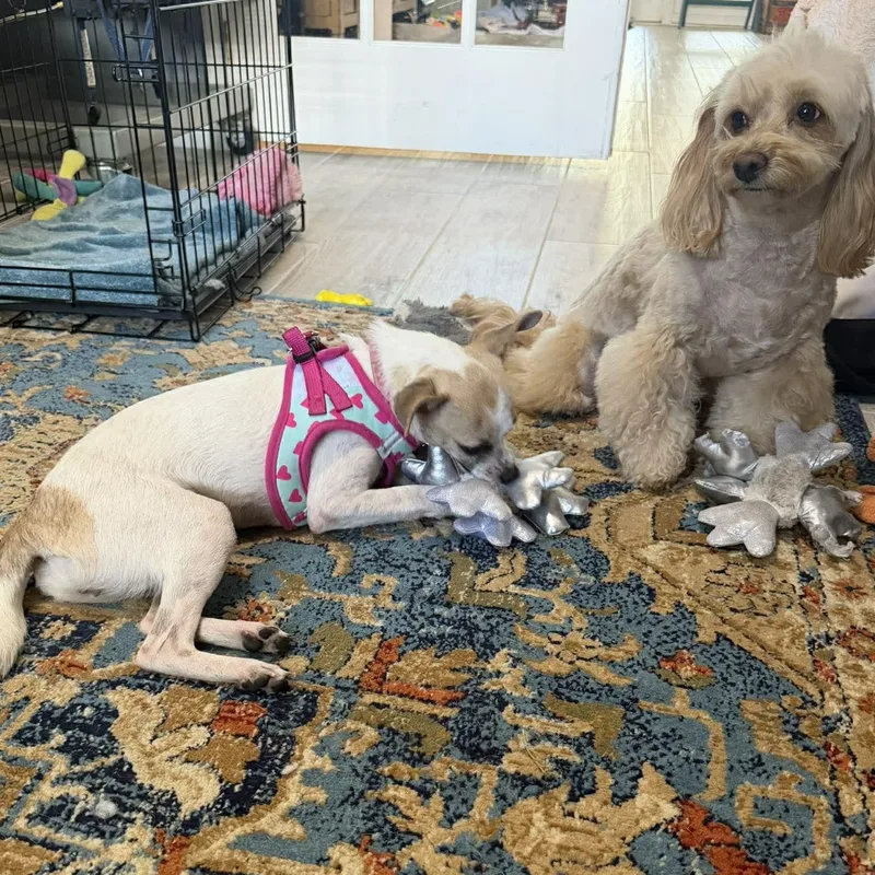 Polly Pocket  Pound thumbnail 2