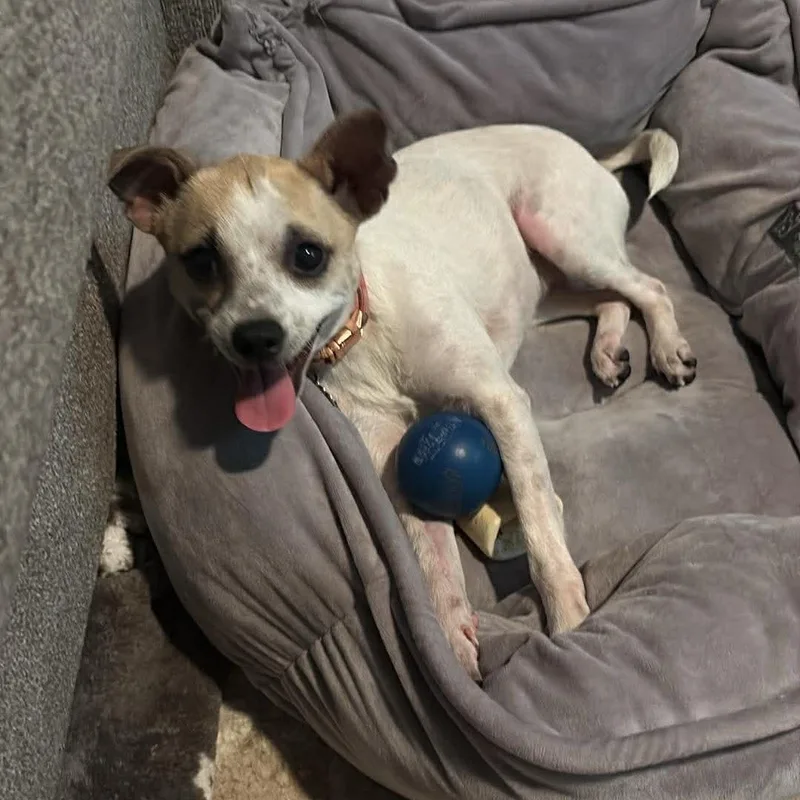 Polly Pocket  Pound thumbnail 3