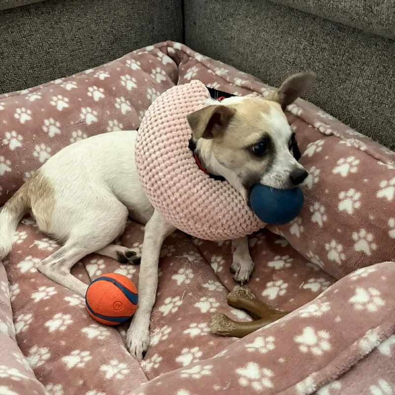 Polly Pocket  Pound thumbnail 4