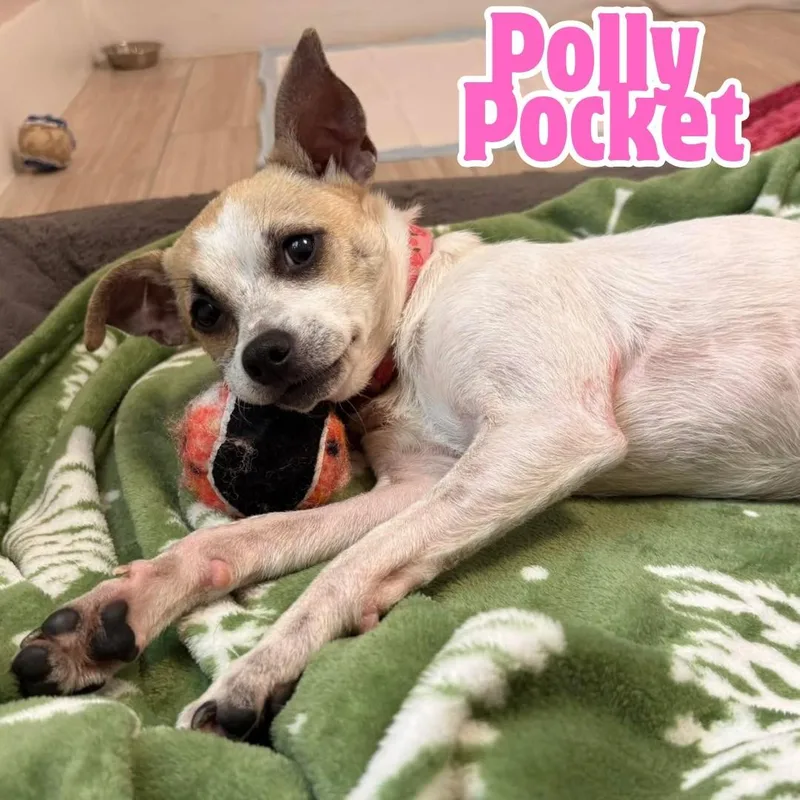 Polly Pocket  Pound
