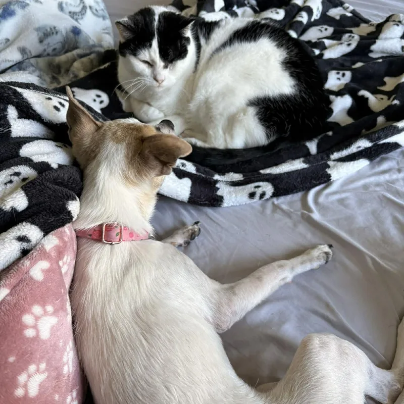 Polly Pocket  Pound thumbnail 5