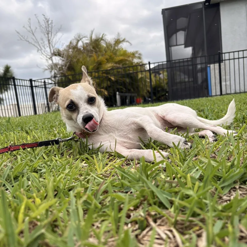 Polly Pocket  Pound thumbnail 6