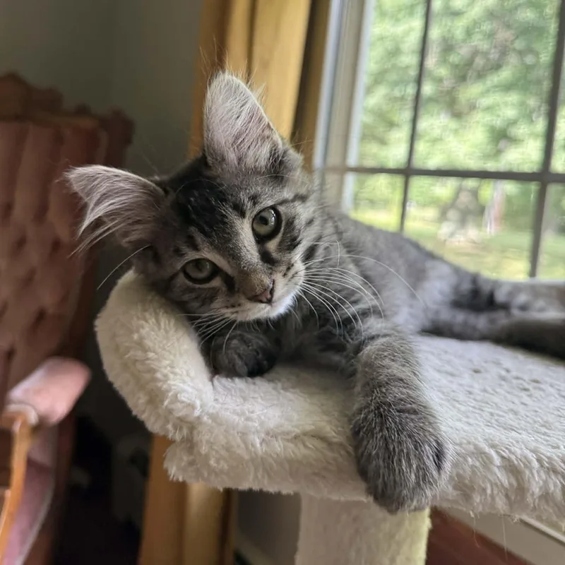 A baby medium-sized male Tabby (Brown / Chocolate) Domestic Medium Hair cat named Ronald for adoption in Beloit, OH