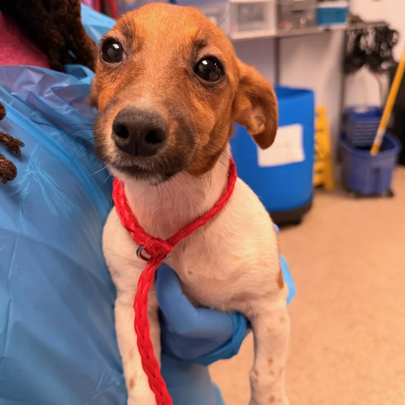 A baby small-sized male Jack Russell Terrier dog named Jack for adoption in Philadelphia, PA