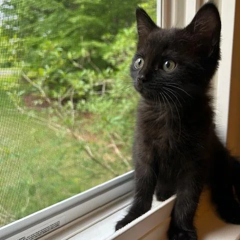 A baby small-sized male Black Domestic Short Hair cat named Totoro for adoption in Charlottesville, VA