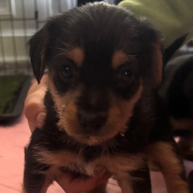 A baby small-sized male Chihuahua dog named Apple Jacks for adoption in New Castle, DE