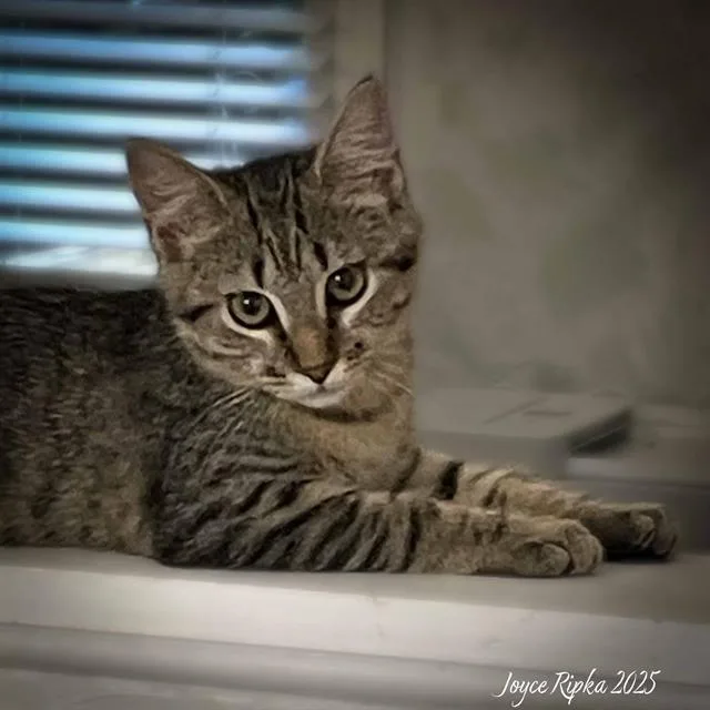 A young small-sized female Domestic Short Hair cat named Natasha for adoption in Haw River, NC