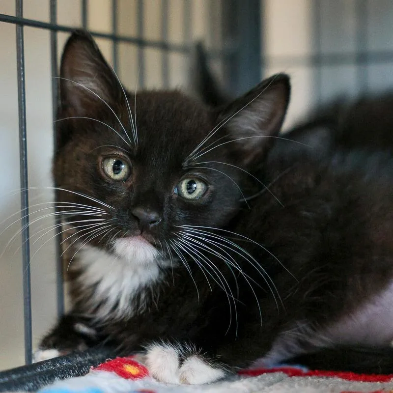 A baby small-sized female Black Domestic Medium Hair cat named Cap & Meow for adoption in Bradenton, FL