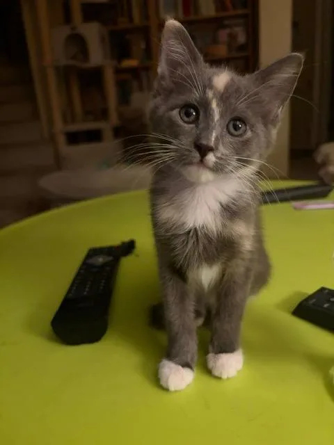 A baby medium-sized female Domestic Short Hair cat named Glitter Girl for adoption in Shoreline, WA