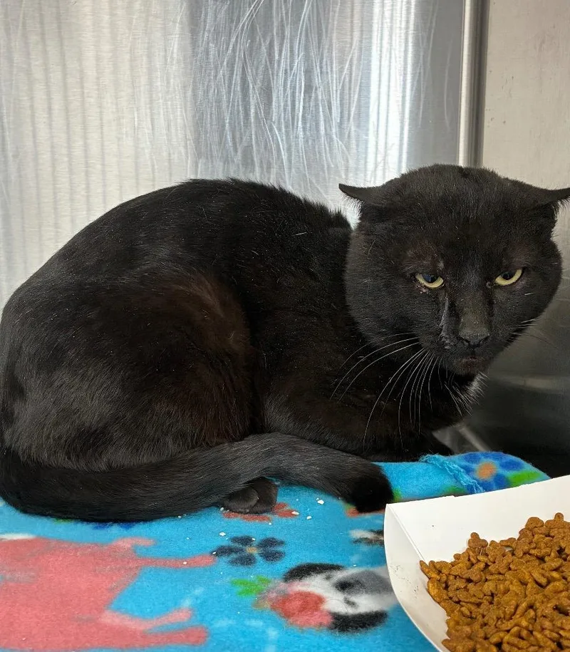 An adult small-sized male Domestic Short Hair cat named Mr. Bing for adoption in Hartsville, SC