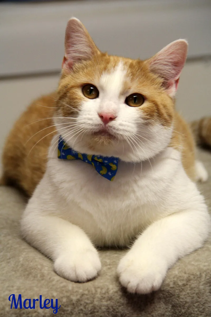 A young medium-sized male Orange & White Domestic Short Hair cat named Marley for adoption in Vinton, IA