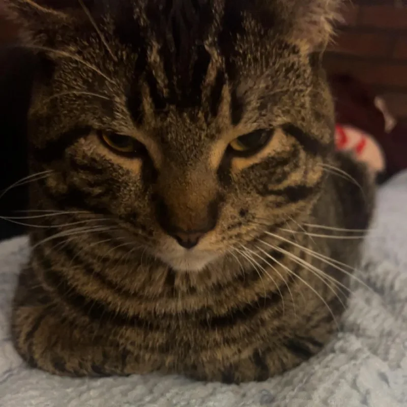 A baby small-sized male Black American Shorthair cat named Puma for adoption in Rochester, MN