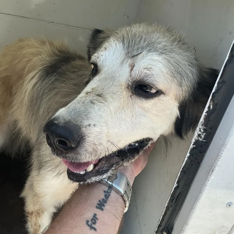 An adult medium-sized female White / Cream Great Pyrenees dog named Novella for adoption in Pine Bluff, AR