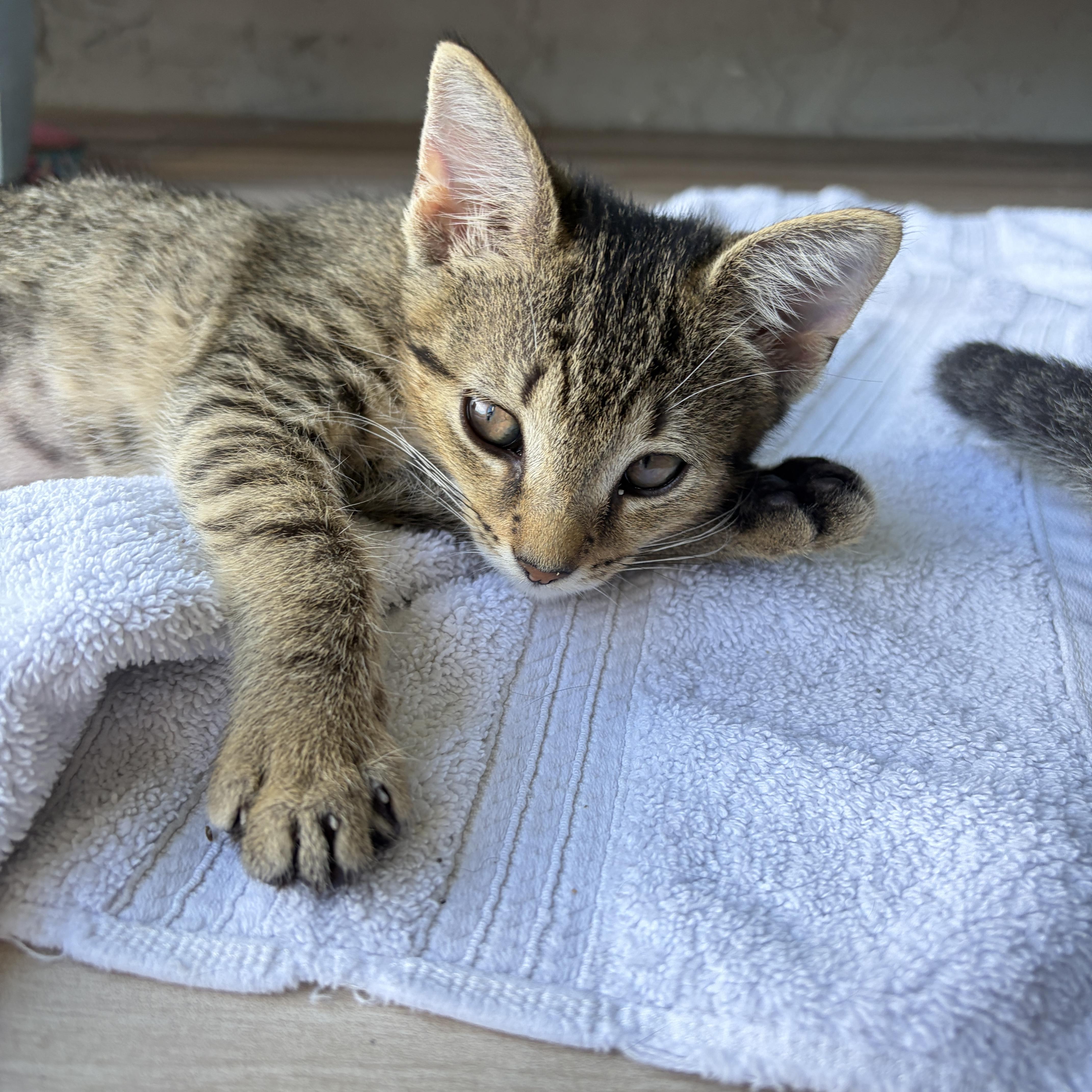 A baby medium-sized female Tabby (Brown / Chocolate) Domestic Short Hair cat named Cleo for adoption in Lauderhill, FL