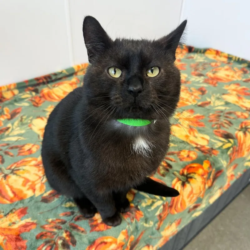 An adult large-sized male Black Domestic Short Hair cat named Ryker Midnight for adoption in Fort Wayne, IN
