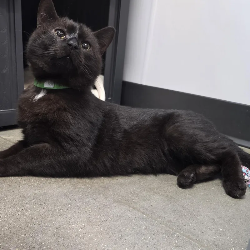 Ryker Midnight thumbnail 2