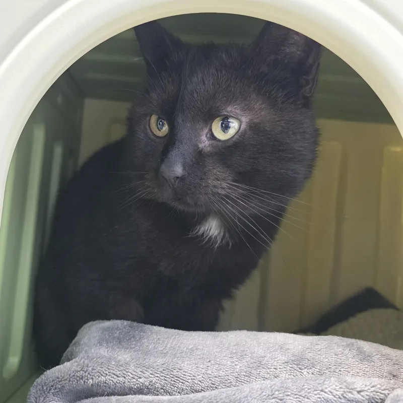 Ryker Midnight thumbnail 3