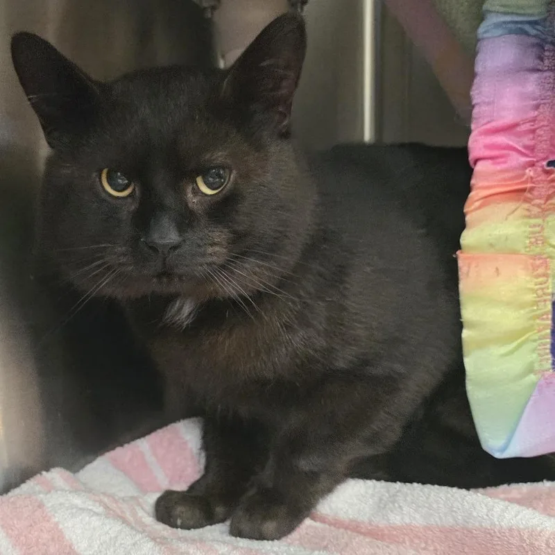 Ryker Midnight thumbnail 4