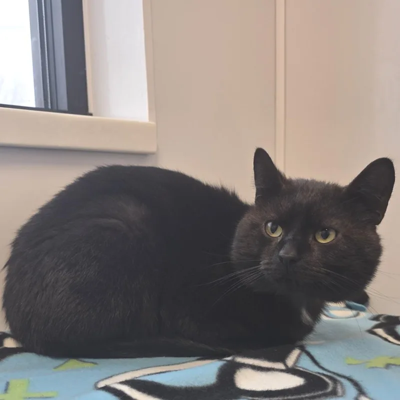 Ryker Midnight thumbnail 5