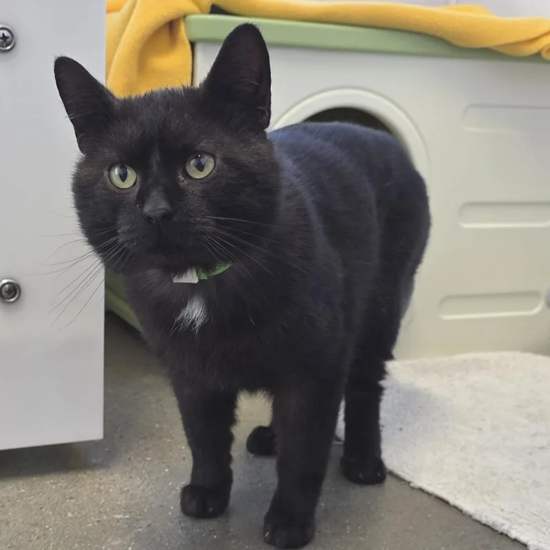 Ryker Midnight thumbnail 6