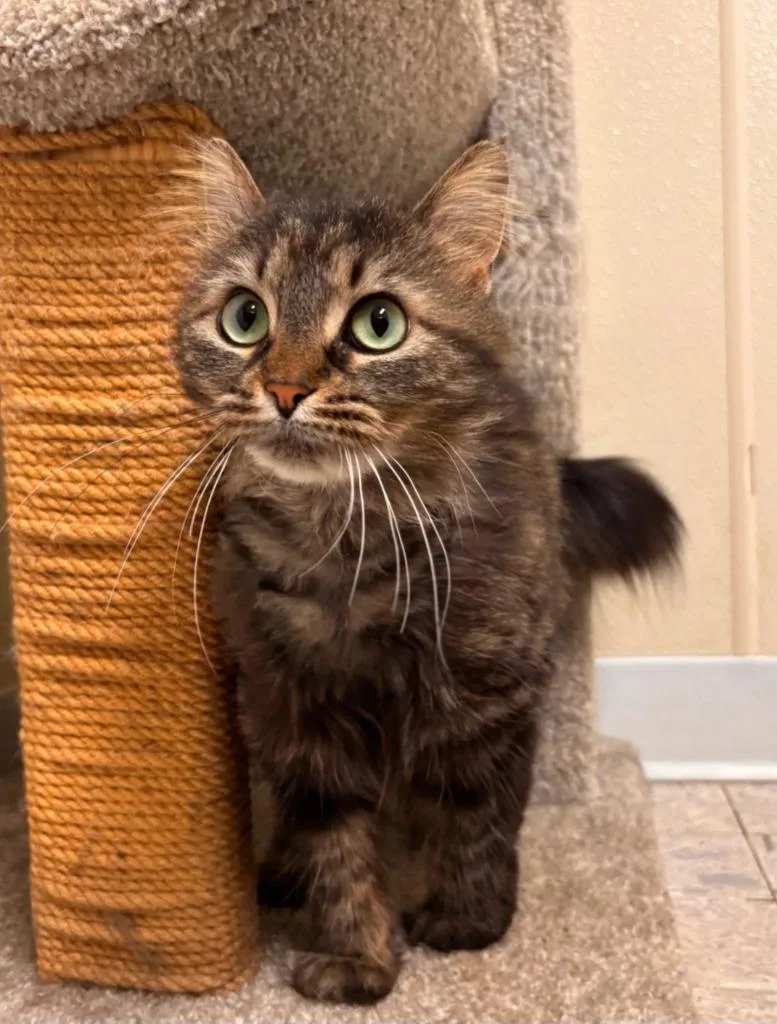 A young medium-sized female Domestic Long Hair cat named Athena for adoption in Sandusky, OH
