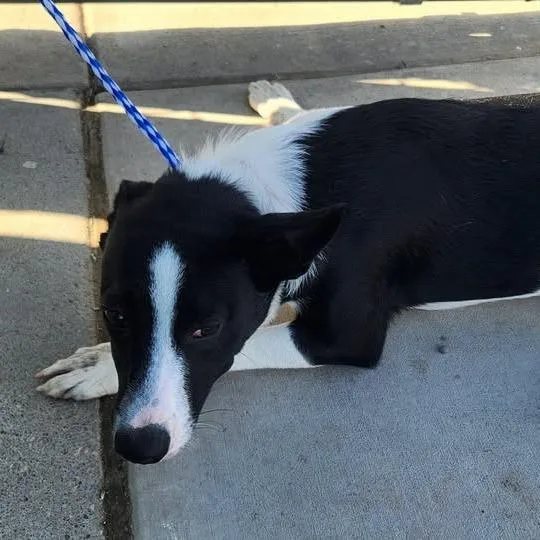 A young medium-sized male Black Border Collie dog named 26-1389 for adoption in Los Banos, CA