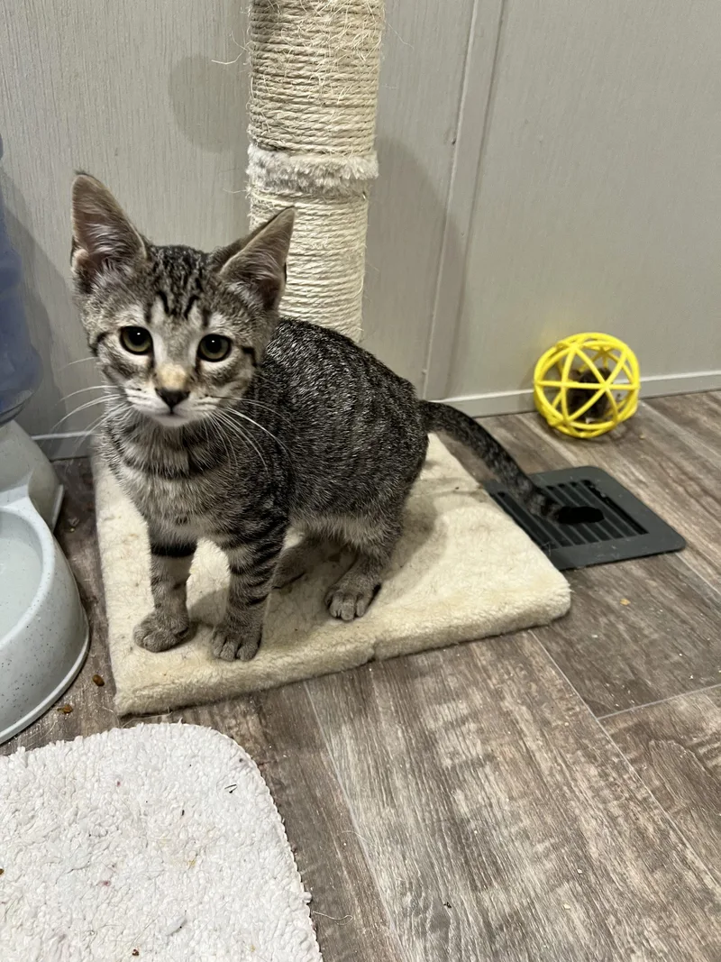 A baby small-sized female Tabby (Gray / Blue / Silver) Domestic Short Hair cat named Lisa for adoption in Seven Valleys, PA