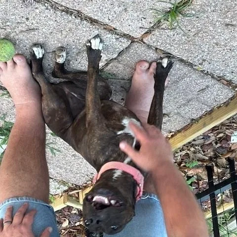 An adult medium-sized female American Staffordshire Terrier dog named Ellie aka Ellie Belly for adoption in Corsicana, TX