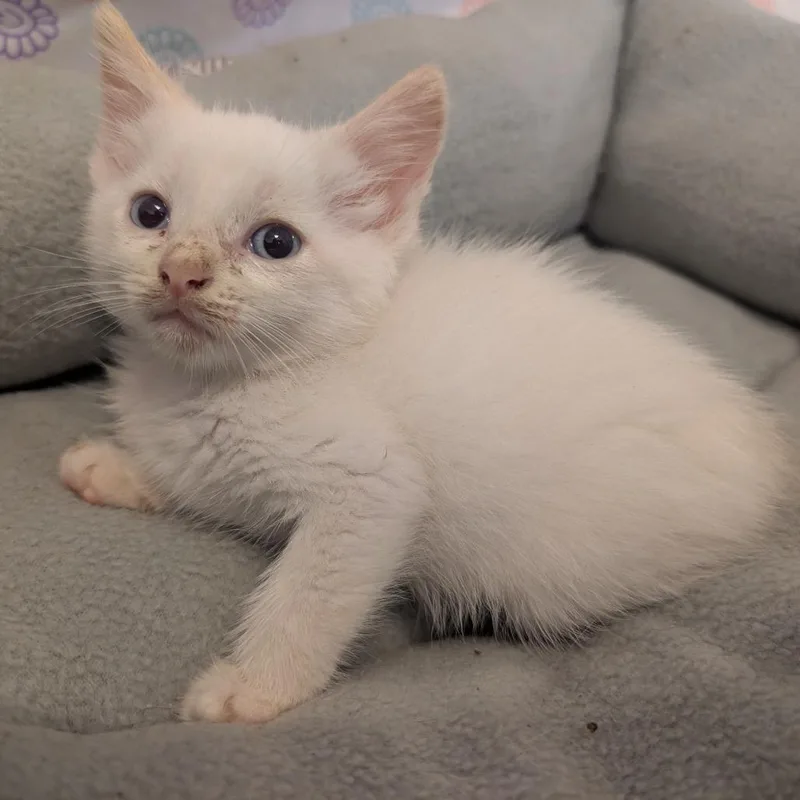 A baby small-sized male Flame Point Siamese cat named Pyroar for adoption in Long Beach, CA