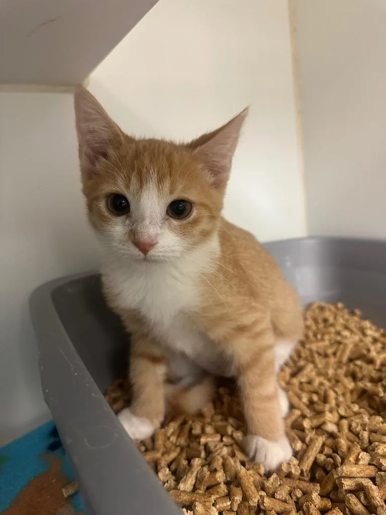 A baby small-sized female Domestic Short Hair cat named Candy Corn for adoption in Johnson City, TN