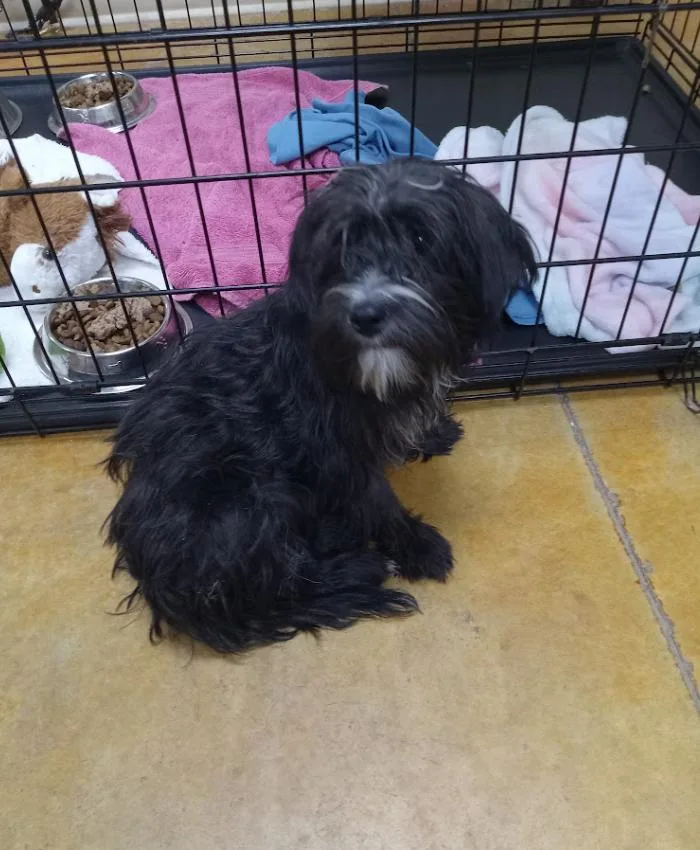 A young small-sized male Poodle dog named Fennel for adoption in Austin, MN