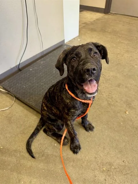 A baby medium-sized female Cane Corso dog named Fern for adoption in Ontario, CA