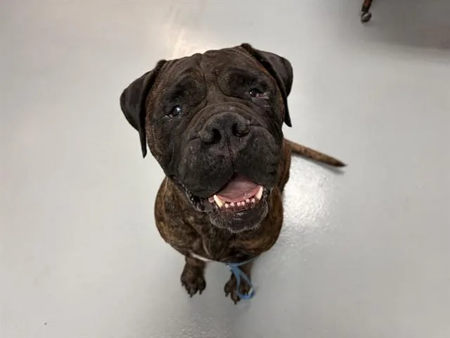An adult large-sized female Bullmastiff dog named Irma for adoption in Saint Cloud, FL