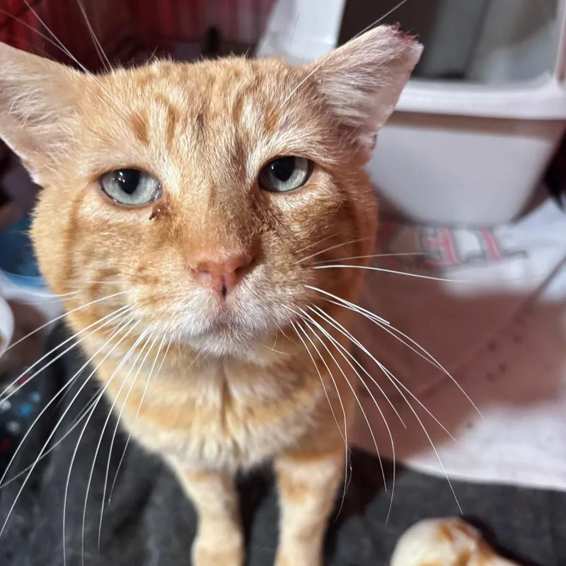 An adult large-sized male Orange / Red Domestic Short Hair cat named Vlad GoldenVicary for adoption in Columbia, MO